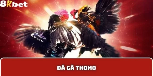 Tại Sao Đá Gà Thomo 8KBet Lại Hấp Dẫn?