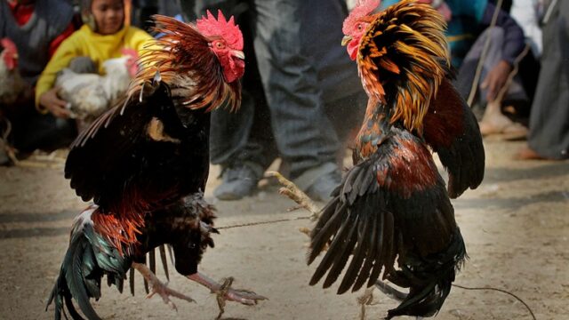 Trải Nghiệm Đá Gà Thomo 8KBet Cùng Cộng Đồng